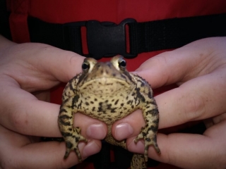 Nephew Brady holding toad Nephew Brady holding toad