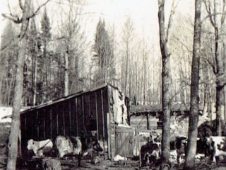 The barn and cows April 6th 1941