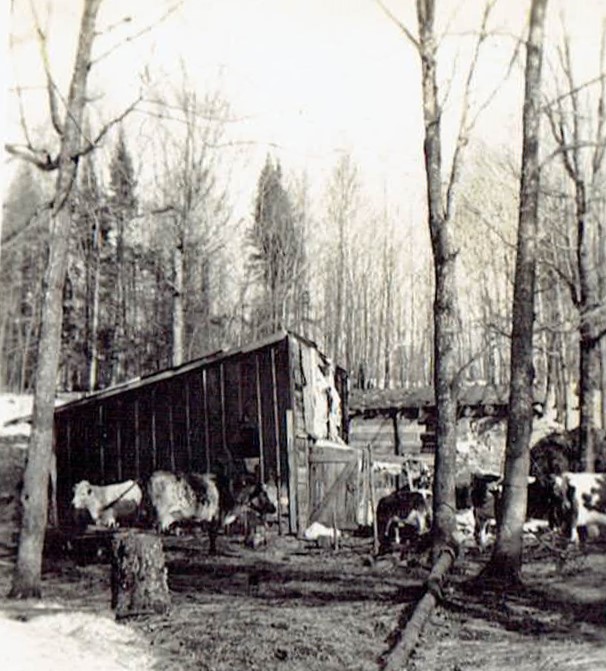 The barn and cows April 6th 1941