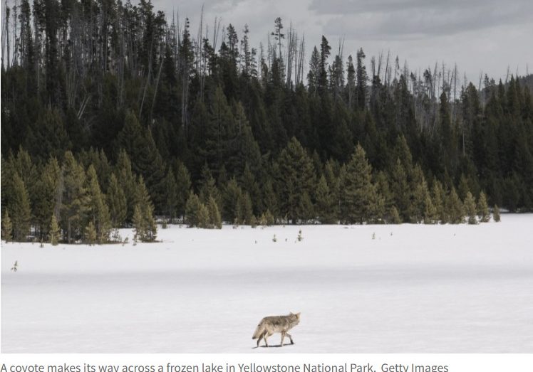 A Coyote Crosses A Frozen Lake