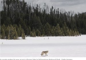 A Coyote Crosses A Frozen Lake